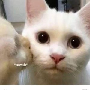 Meet your Posher, Thang